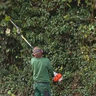 Heckenpflege Hecke mit Lanzensäge schneiden
