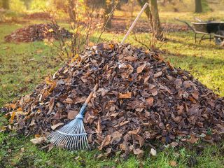 laubrechen laubrechen